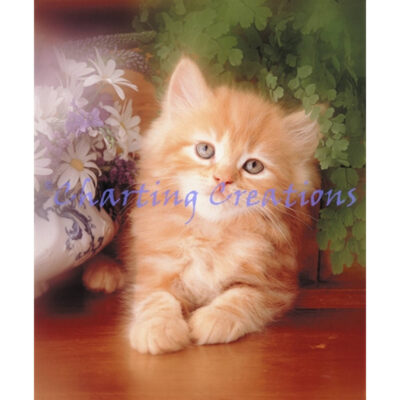 Kitten And Daisies (Interlitho)