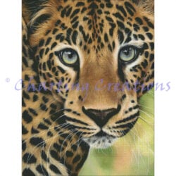 Leopard Close Up (Sarah Stribbling)