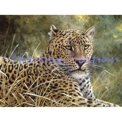 Leopard Portrait WM Leopard Portrait (Jeff Tift)