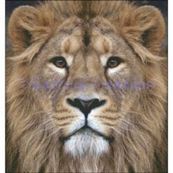 Lion Stare (Charting Creations)