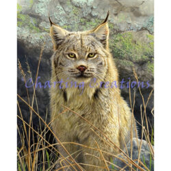 Lynx Portrait (The Hautman Brothers)