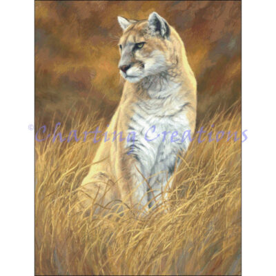 Mountain Lion (Lucie Bilodeau)