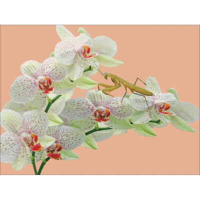 Orchids And Mantis (Charting Creations)