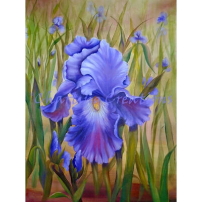 Purple Iris (Mara Trumbo)