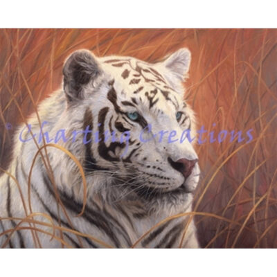 Small White Tiger Portrait (Lucie Bilodeau)