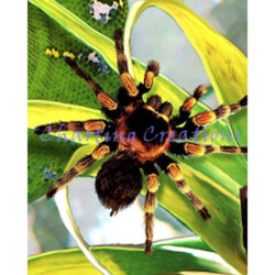Snippet Scary Creatures (Howard Robinson)