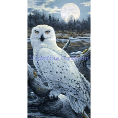Snippet Snowy Owls (Jeff Tift)