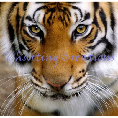 Tiger Stare (Charting Creations)