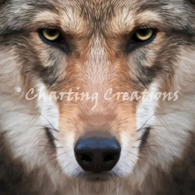 Wolf Stare (Charting Creations)