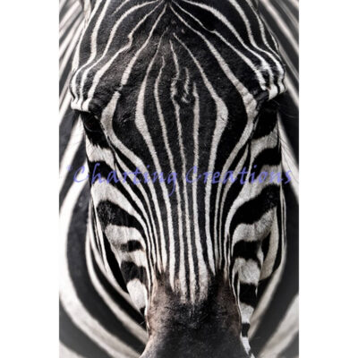 Zebra Close Up (Gordon Semmens)