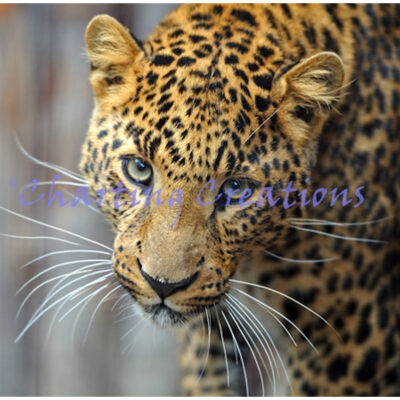 Small Leopard Stare (Charting Creations)