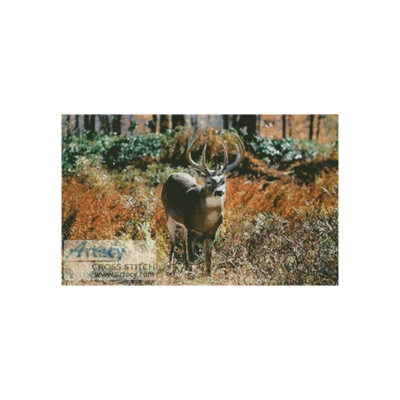 Deer in Forest