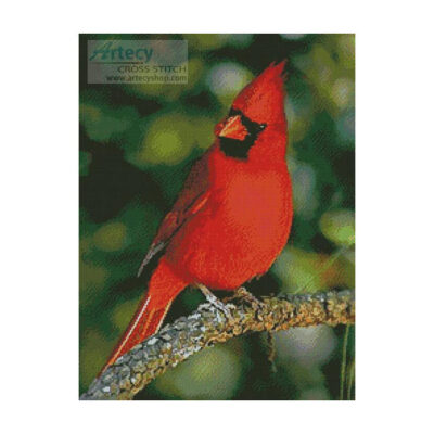 Cardinal Photo (Lucille M Swank/ National Geographic - Corbis)
