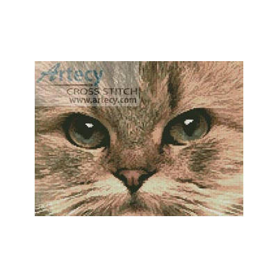 Cat Close Up (a photograph)