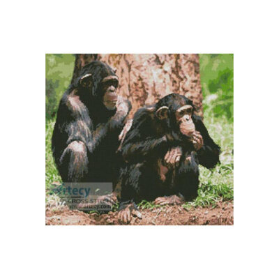 Chimpanzees (www.photos.com)