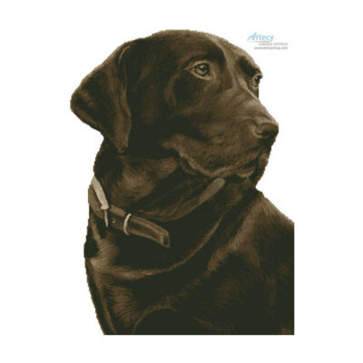 Chocolate Labrador (No Background) (Helen Chugg)