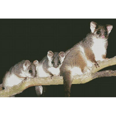 Common Ringtail Possums (David Cook Wildlife Photography)