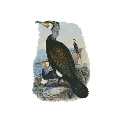 Cormorant