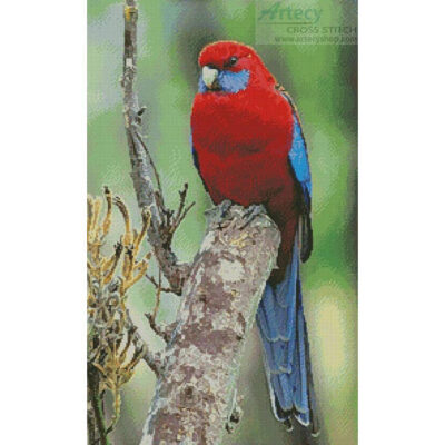 Crimson Rosella Photo (David Cook Wildlife Photography)