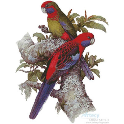 Crimson Rosellas (W T Cooper)