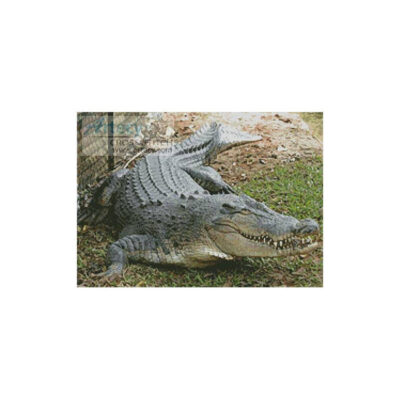 Crocodile (Marcus Crafter)