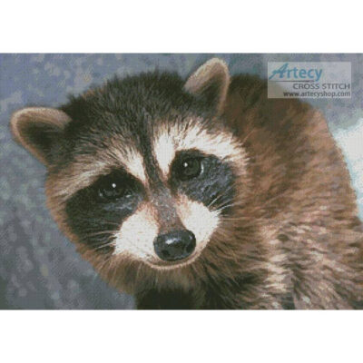 Cute Raccoon (Irish Brewer 74 - Morguefile)
