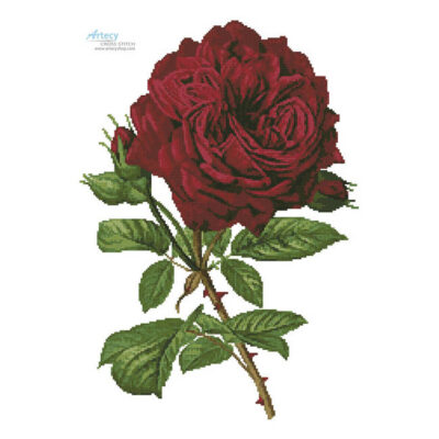 Duchesse De Dino Rose (an antique print)