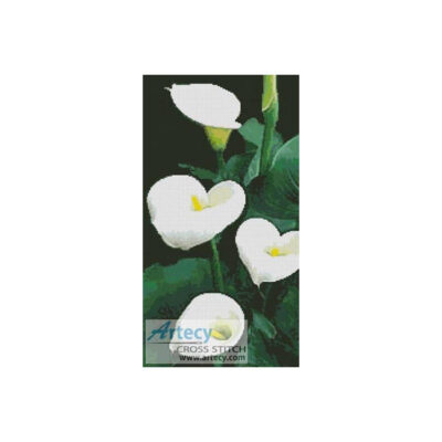 Calla Lillies (a photograph)