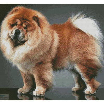 Chow Chow (Csanad Kiss - Alamy)