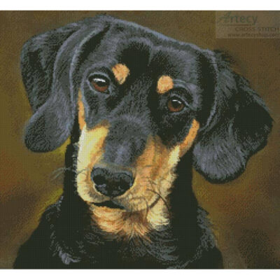 Dachshund Portrait (Helen Chugg)