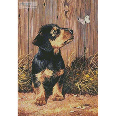 Dachshund Puppy (Kevin Walsh)