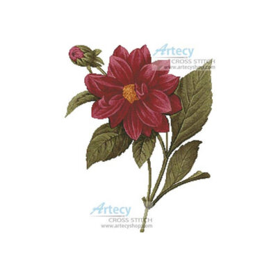 Dahlia Double (Pierre-Joseph Redoute)