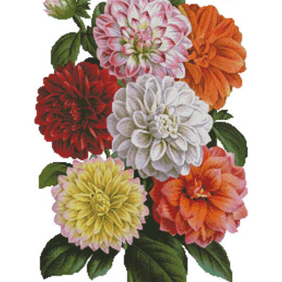 Dahlias Print (an antique print)