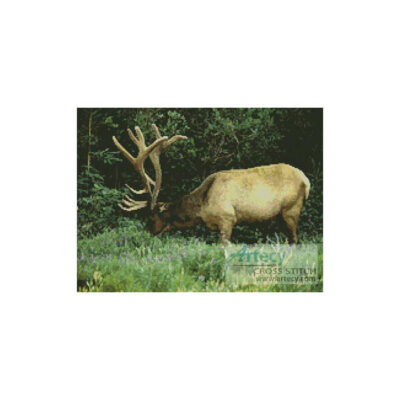 Elk