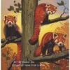 Red Pandas