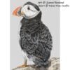 Sir Percival the Puffin