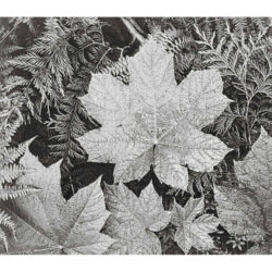 In Glacier National Park (leaves) - Ansel Adams