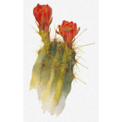 Echinocereus polyacanthus -  Margaret Armstrong