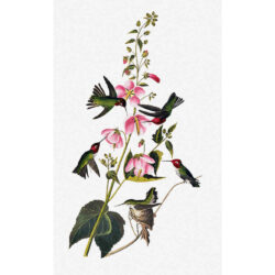 Columbian Hummingbird - John  James Audubon
