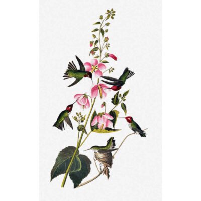 Columbian Hummingbird - John  James Audubon