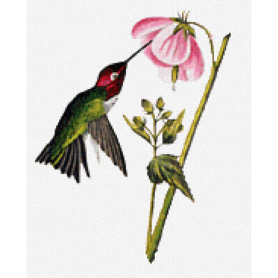 Columbian Hummingbird (detail) - John  James Audubon