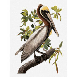 Brown Pelican - John James  Audubon