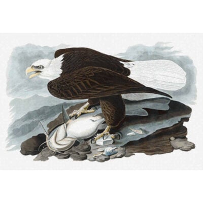 White-Headed Eagle - John  James Audubon