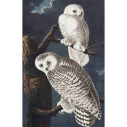 Snowy Owl - John James  Audubon