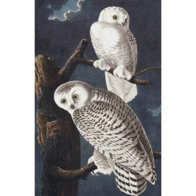 Snowy Owl - John James  Audubon