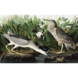 Black-Crowned Night Heron -  John James Audubon