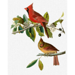 Cardinal Grosbeak - John  James Audubon