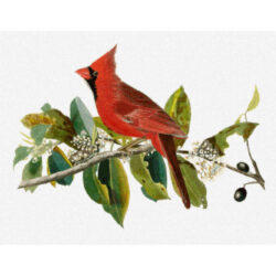 Cardinal Grosbeak (male) -  John James Audubon