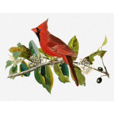 Cardinal Grosbeak (male) -  John James Audubon