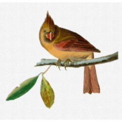 Cardinal Grosbeak (female) - John James  Audubon